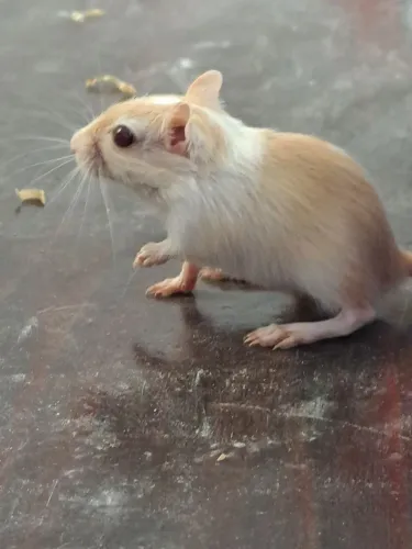 Esquilo da Mongólia Gerbil Honey Cream