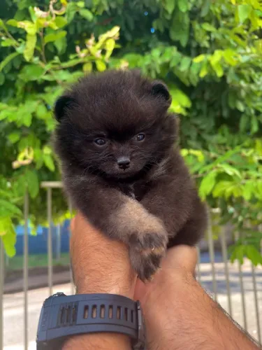 Spitz alemão black tan 