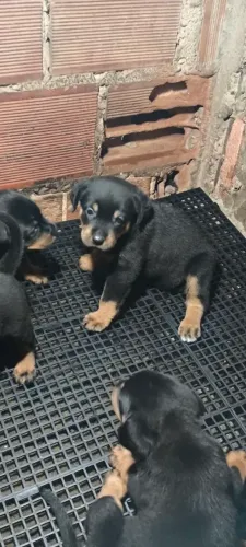 Rottweiler 