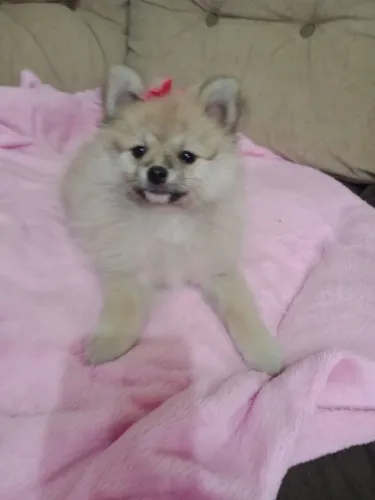 Spitz alemão Anã fêmea com Pedigree em 10x no Cartão.