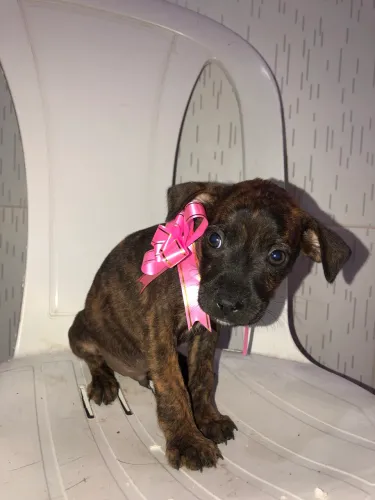 cachorrinho para doação 