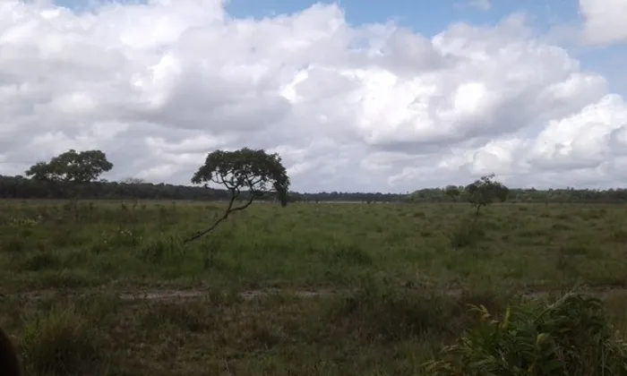 9 mil hectares em Marajó pra lavoura de arroz por R$10 milhões