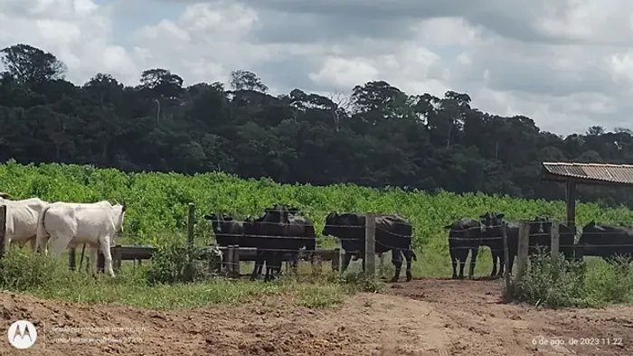 150 alqueire há 160 km de Belém fazenda pronta dupla aptidão