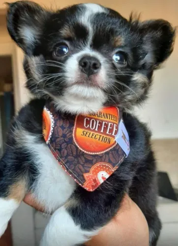 Chihuahua para encher a sua casa de alegria