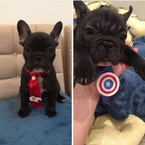 Bulldog Francês todas as cores da raça a pronta entrega, info via *