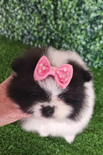 Spitz Alemão fêmea bicolor pronta entrega.