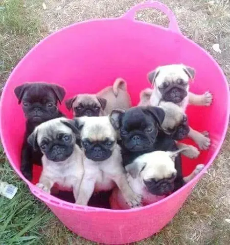 Filhotes de Pug sua casa cheia de amor e carinho ? 