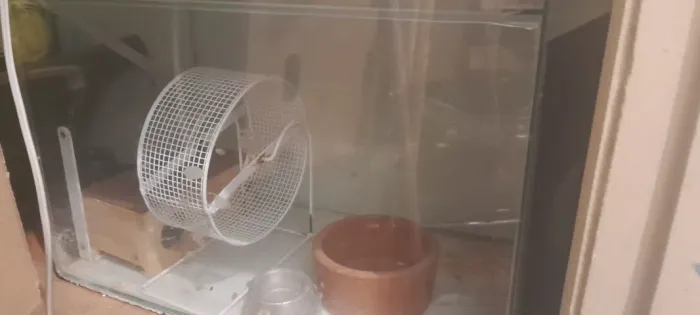 Aquário para criação de hamster