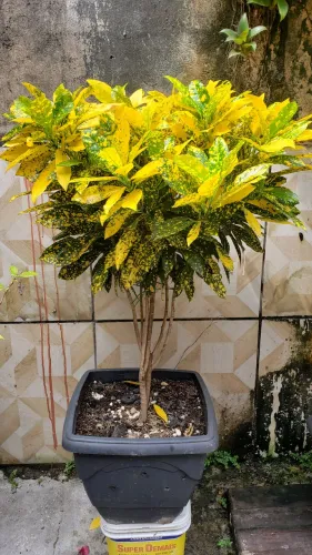 Crotos mini árvores 