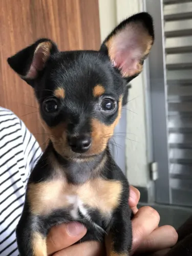 Pinsher fêmea elegante e amiga