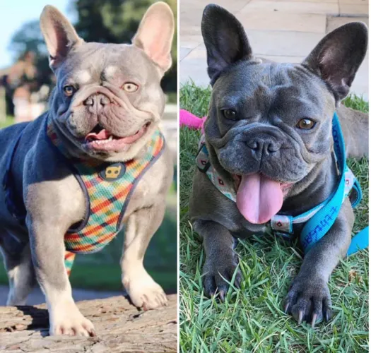 Buldogue francês blue