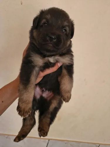 Vende-se filhotes de pastor alemão