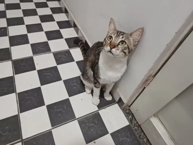 Doação gato castrado vacinado vermifugado