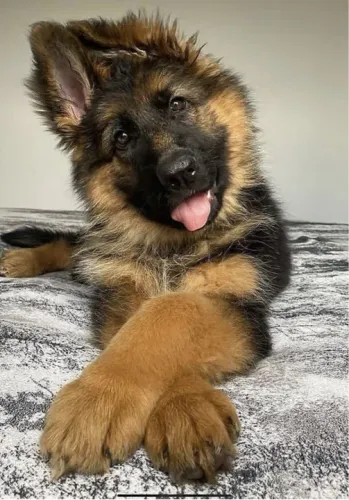 Pastor alemão capa preta 