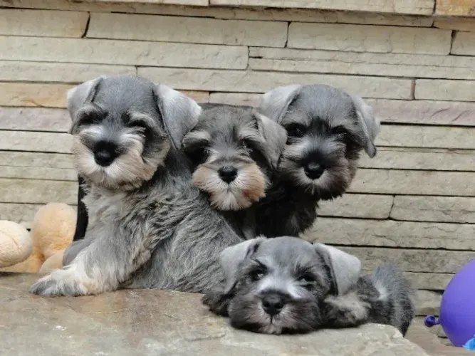 Schnauzer Miniatura Criação Tajj Mahall de Verdade Filhotes lindíssimos Vacinas Curitiba