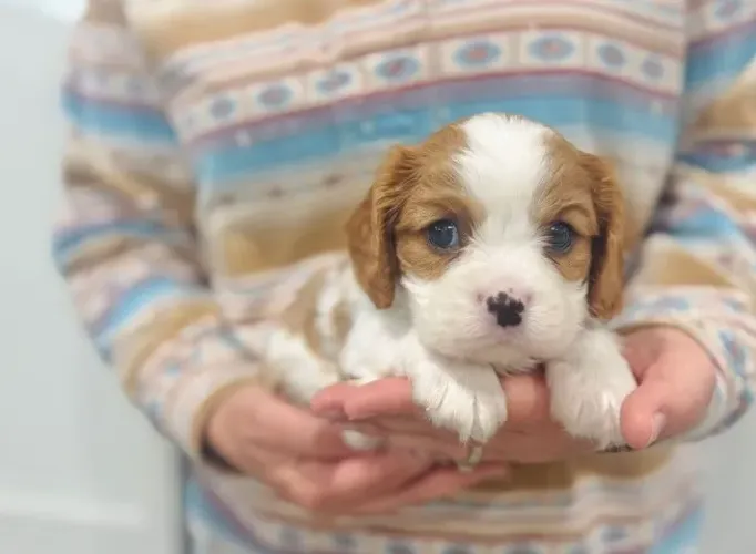 Cavalier King Charles Spaniel: filhotes especiais e exclusivos