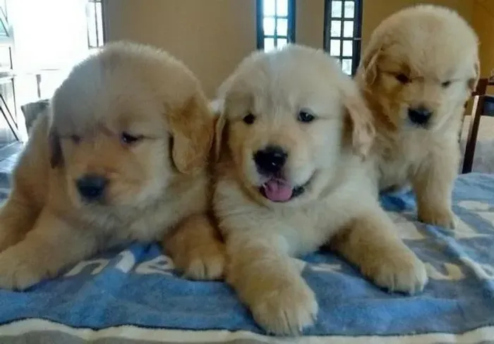 Filhotes de Golden Retriever- Garantia de saúde e padrão da raça- Leia a descrição