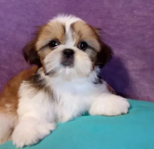 Shih Tzu Pequeno e Encantador