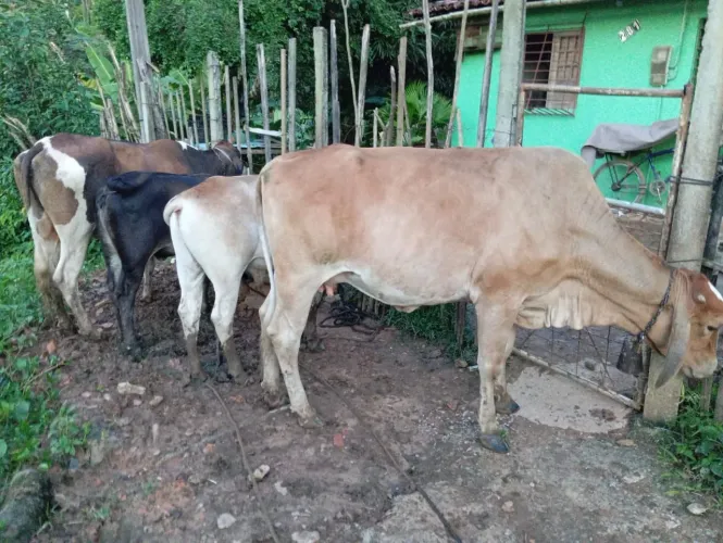 Vacas e bezerros