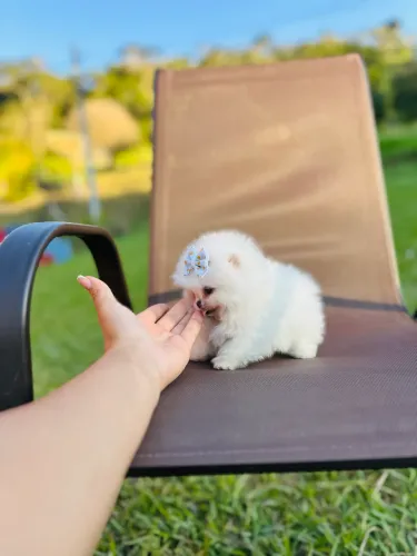 LULU DA POMERANIA URSINHO!!!
