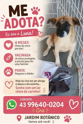 Cães para adoção