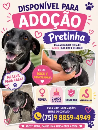 Cadela castrada para adoção responsável 
