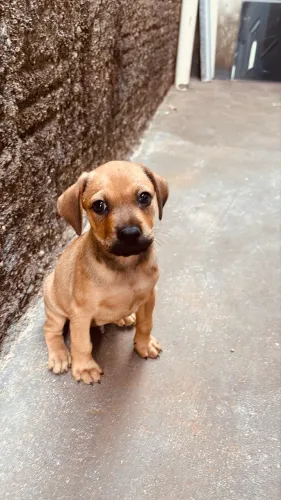 Doação de pets 