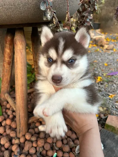 Husky Siberiano