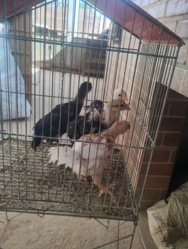 Pintinhos caipira com 30 dias de nascido 