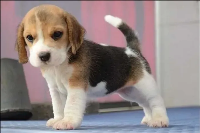 Filhote de Beagle Que Leva Diversão e Carinho Para Sua Família