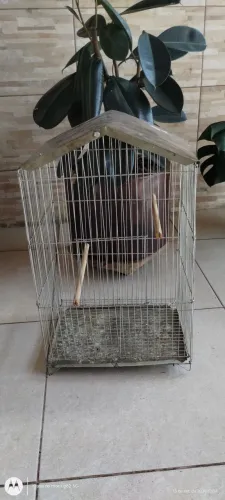 Gaiolas 