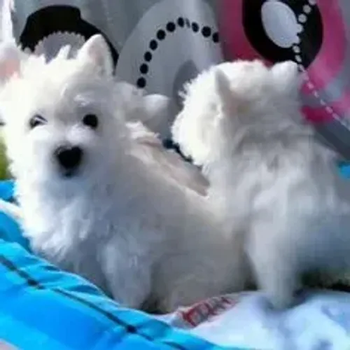 West Terrier Filhote Muito Encantador Branco