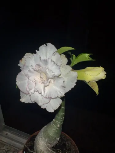 Enxertos de Rosas do Deserto