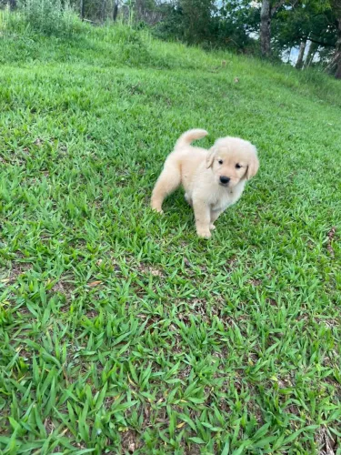 Golden Retriever macho ótimo linhagem $1.500,00