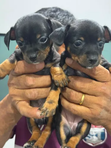 Filhotes de Pinscher Miniatura - Disponíveis para Reserva