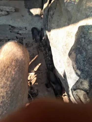 Meu Zap 69 999676-897