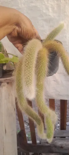 Cactos e suculentas