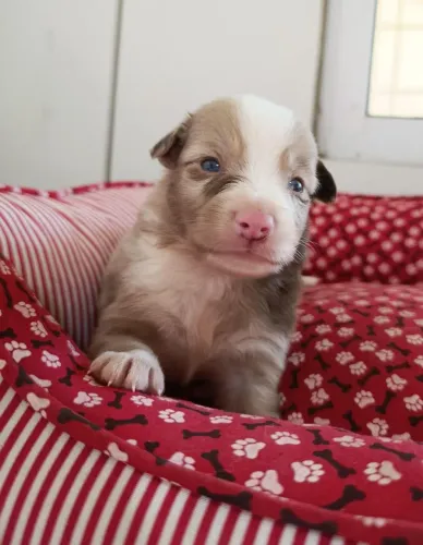 Border Collie, filhotes com cores exóticas.
