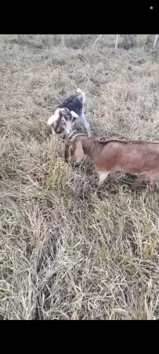 Duas cabras prenha