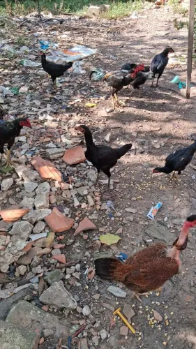 Vendo galinhas e galos valor