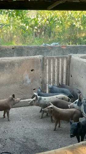 Leitoa e Leitão Caipira