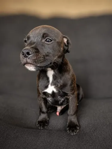 Filhotes de Staffbull (cão babá)