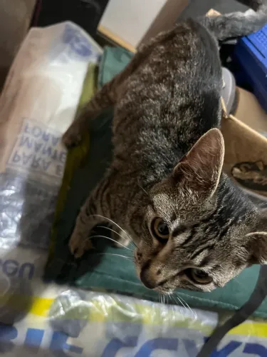Doa-se gato