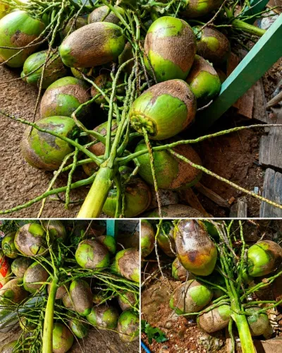 Coco fresco