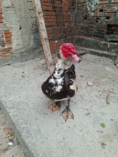 Patos disponíveis por 50 reais
