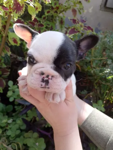 Bulldog francês fêmea 