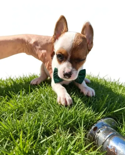 Pinscher Zero Pequenino e Muito Carinhoso 