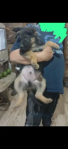 Vende-se filhote de pastor alemão, macho