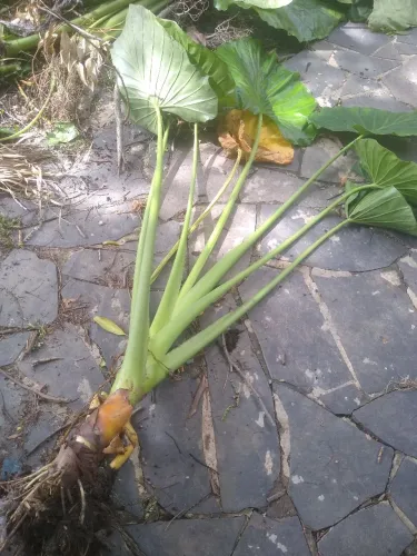 Planta orelha de elefante 