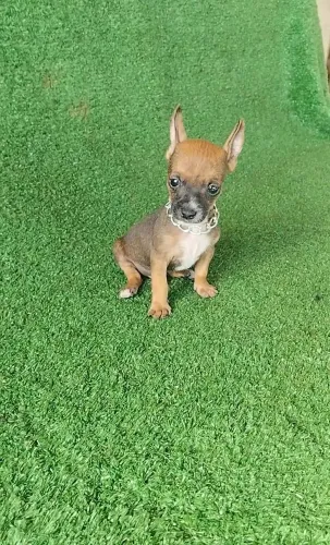 Pinscher vacinado pronta entrega